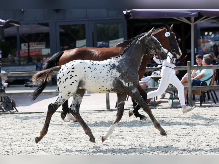 NRPS Hengst Veulen (03/2026) 173 cm Appaloosa in Leens
