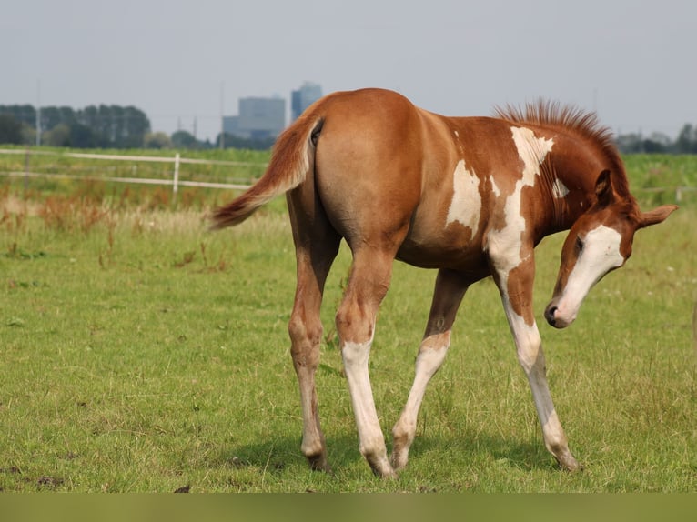 NRPS Hengst veulen (04/2024) Overo-alle-kleuren in Oldebroek