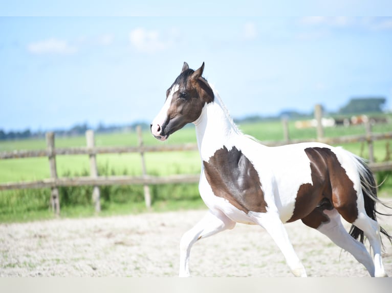 NRPS Hingst 2 år 162 cm Pinto in Vrouwenparochie