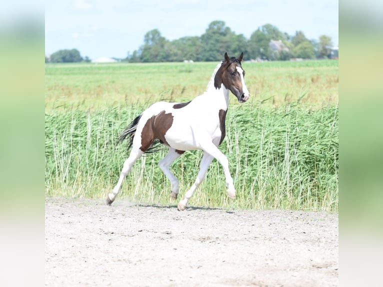 NRPS Hingst 2 år 162 cm Pinto in Vrouwenparochie