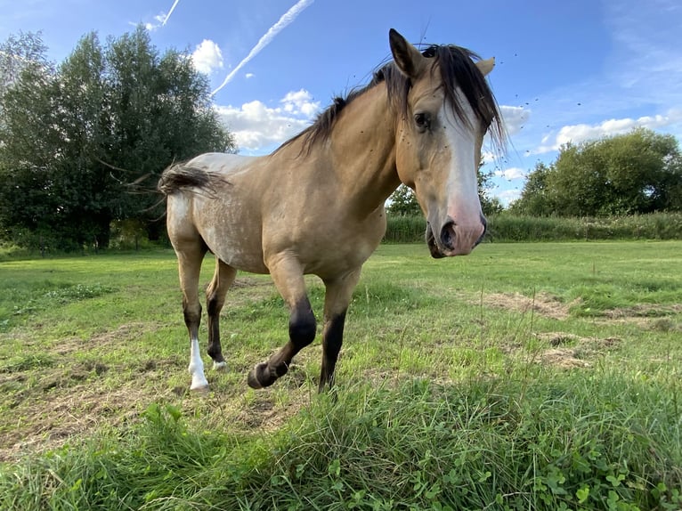 NRPS Hingst 4 år 148 cm Palomino in Daknam