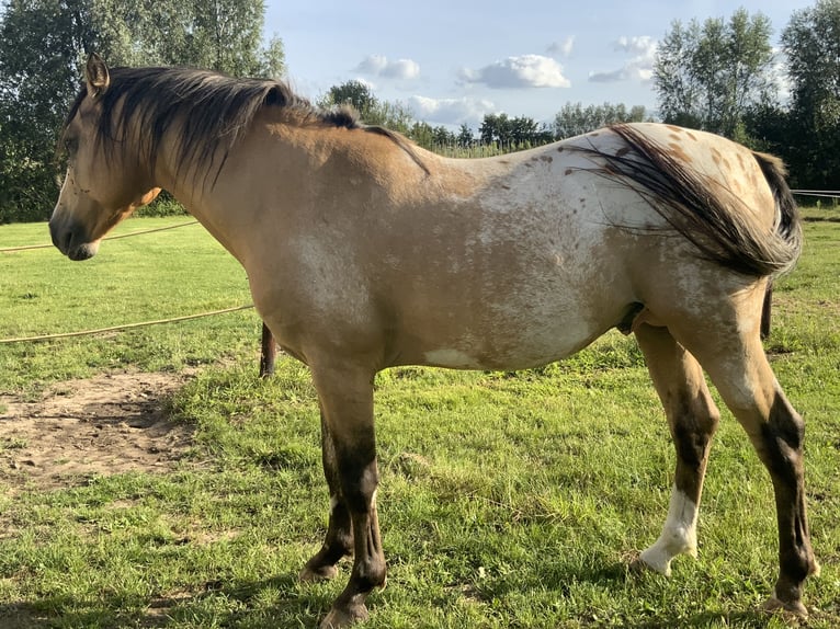 NRPS Hingst 4 år 148 cm Palomino in Daknam