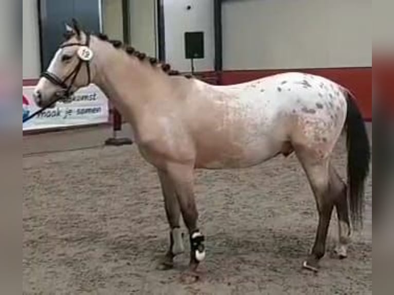 NRPS Hingst 4 år 148 cm Palomino in Daknam