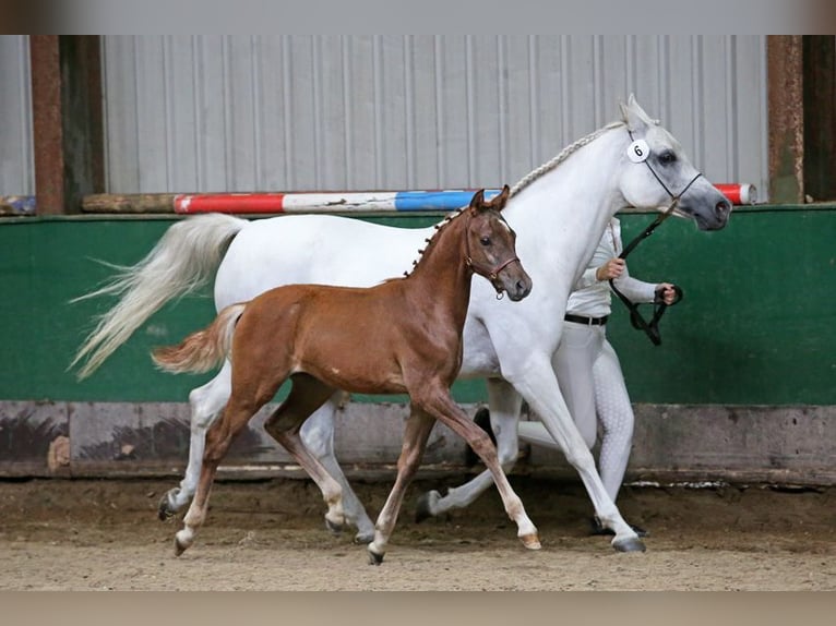 NRPS Hingst Föl (04/2024) 160 cm Grå in Warder