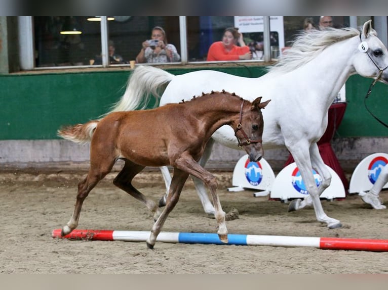 NRPS Hingst Föl (04/2024) 160 cm Grå in Warder