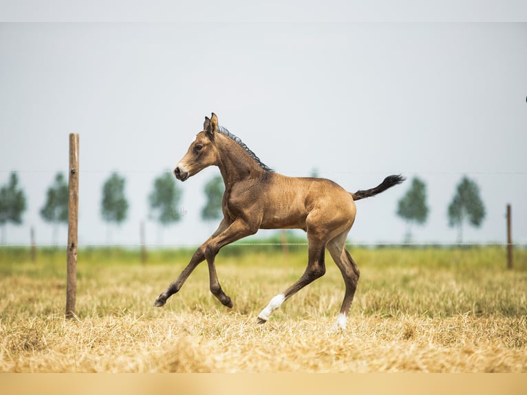 NRPS Hingst Föl (06/2024) 168 cm in Tholen