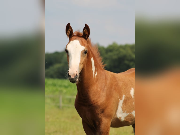 NRPS Hingst Föl (04/2024) Overo-skäck-alla-färger in Oldebroek