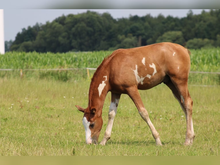 NRPS Hingst Föl (04/2024) Overo-skäck-alla-färger in Oldebroek