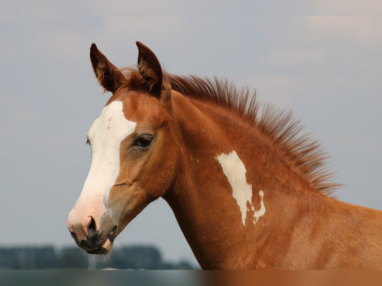 NRPS Hingst Föl (04/2024) Overo-skäck-alla-färger in Oldebroek