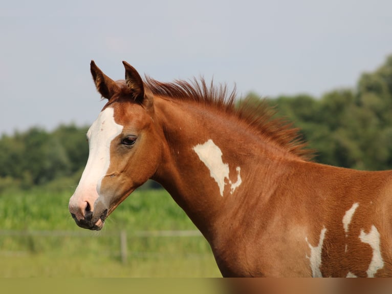 NRPS Hingst Föl (04/2024) Overo-skäck-alla-färger in Oldebroek