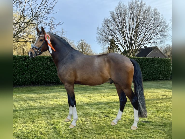 NRPS Hingst Gulbrun in Nistelrode