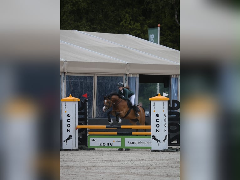 NRPS Hongre 10 Ans 143 cm Bai in Abcoude