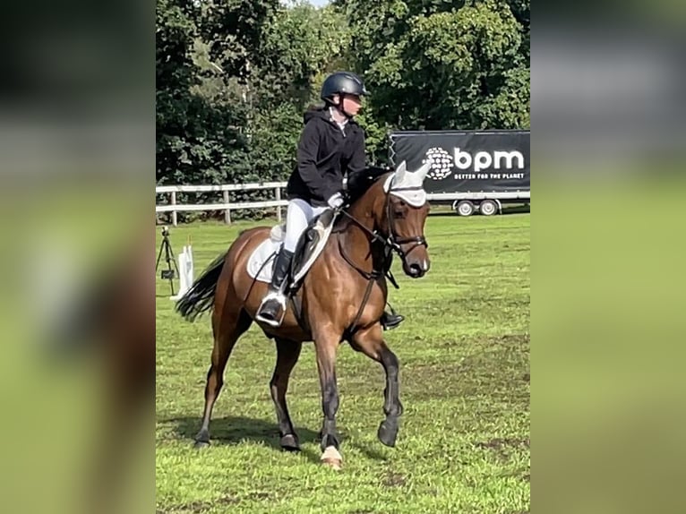 NRPS Hongre 10 Ans 146 cm Bai in Cloppenburg