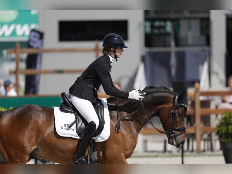 NRPS Hongre 10 Ans 148 cm Bai in Langdorp