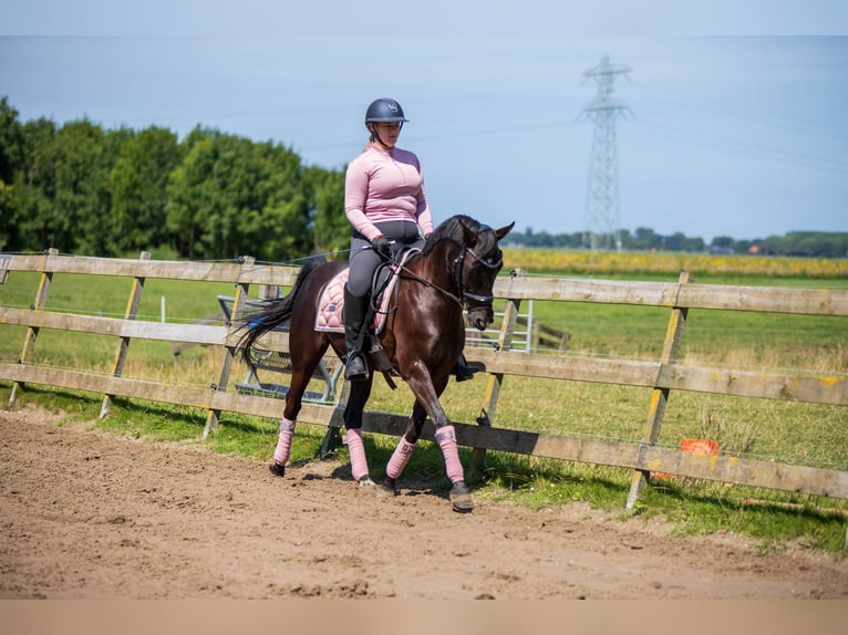 NRPS Hongre 10 Ans 148 cm Noir in Driehuizen