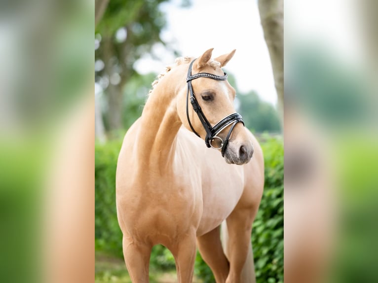 NRPS Hongre 10 Ans 148 cm Palomino in Puth