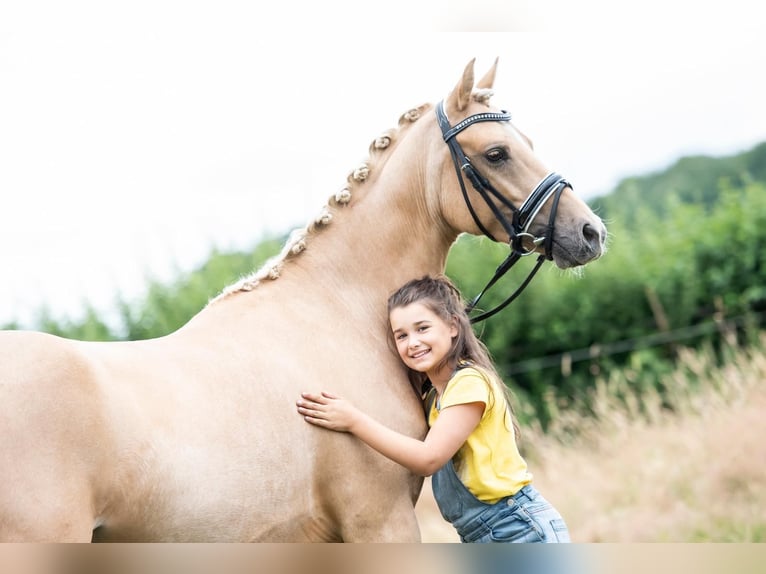 NRPS Hongre 10 Ans 148 cm Palomino in Puth