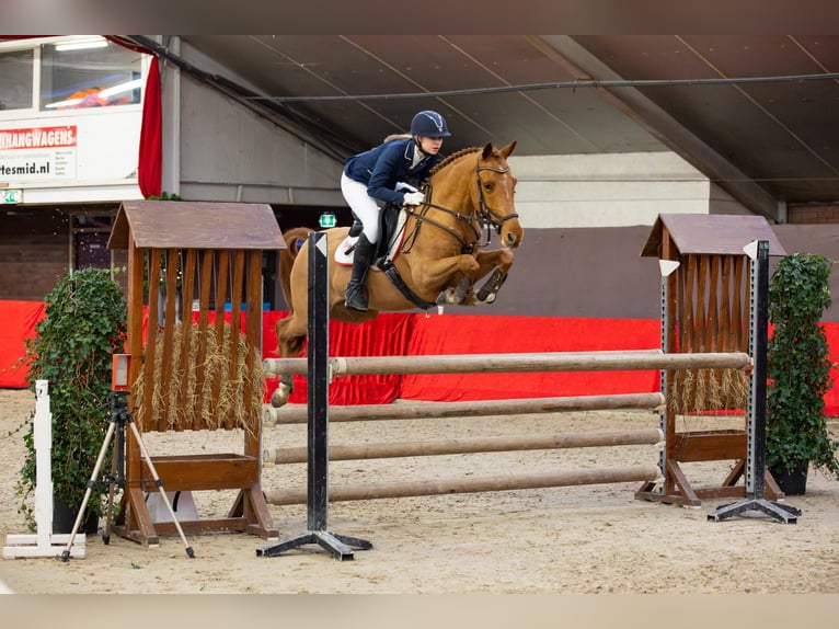 NRPS Hongre 11 Ans 154 cm Alezan in Eindhoven