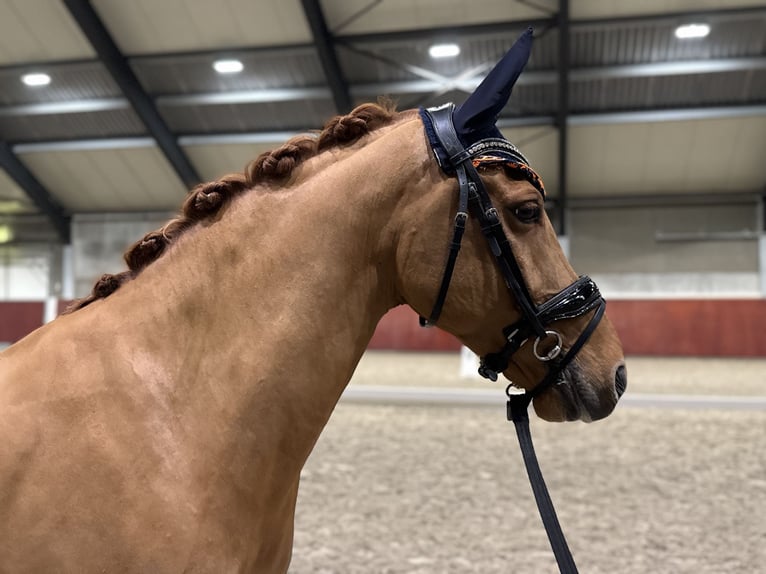 NRPS Hongre 11 Ans 154 cm Alezan in Eindhoven