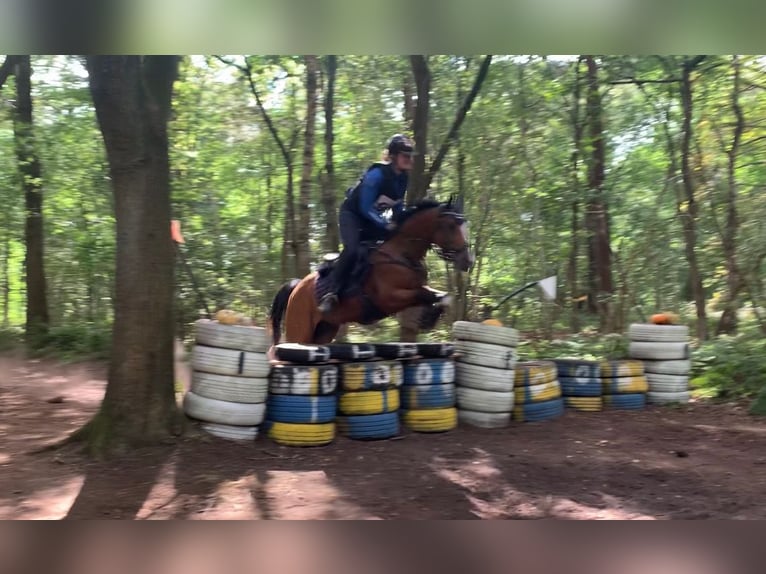 NRPS Croisé Hongre 12 Ans 148 cm Bai in Steenderen