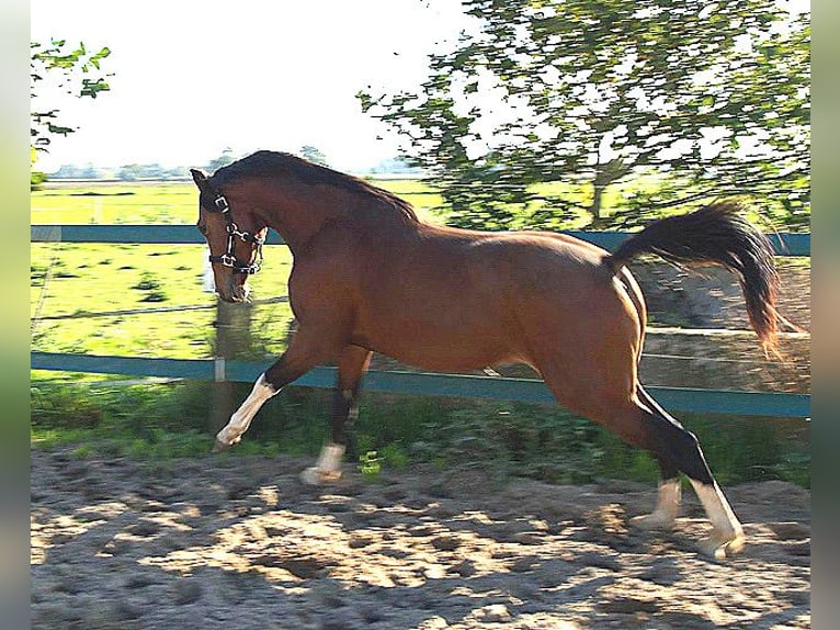 NRPS Croisé Hongre 12 Ans 148 cm Bai in Steenderen