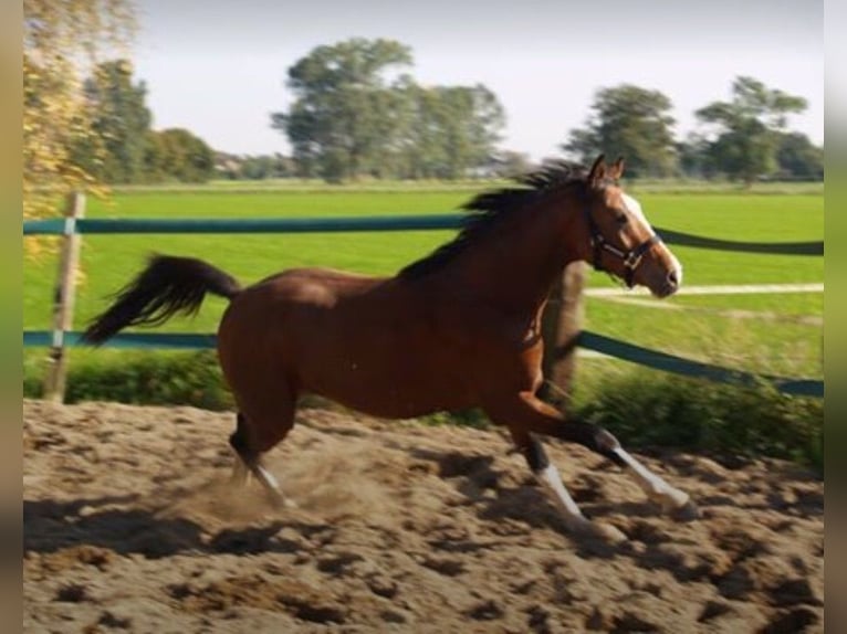 NRPS Croisé Hongre 12 Ans 148 cm Bai in Steenderen