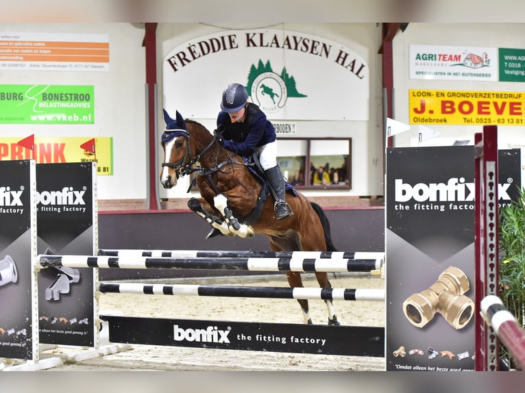 NRPS Croisé Hongre 12 Ans 148 cm Bai in Steenderen