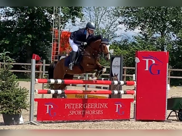 NRPS Croisé Hongre 12 Ans 148 cm Bai in Steenderen
