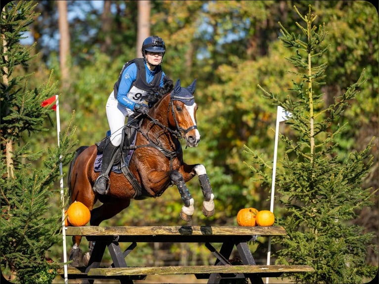 NRPS Croisé Hongre 12 Ans 148 cm Bai in Steenderen