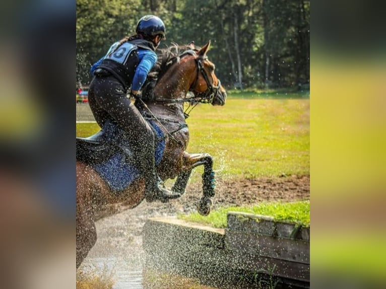 NRPS Croisé Hongre 12 Ans 148 cm Bai in Steenderen