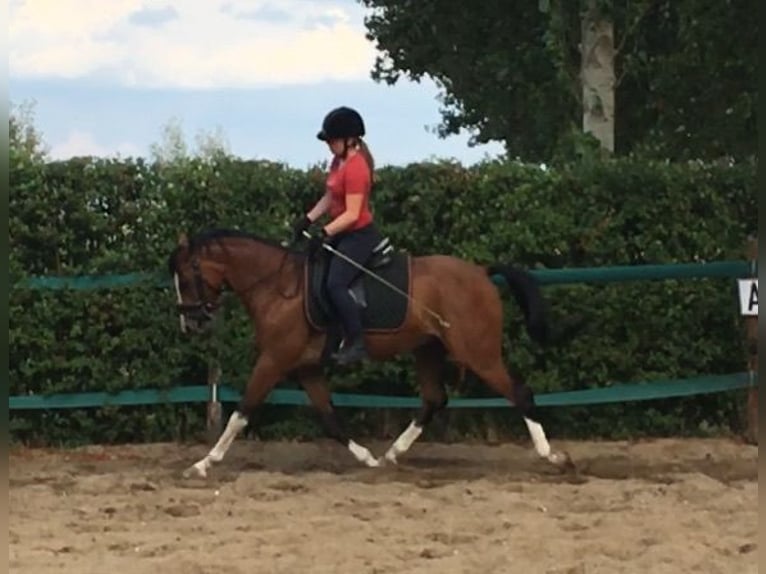 NRPS Croisé Hongre 12 Ans 148 cm Bai in Steenderen