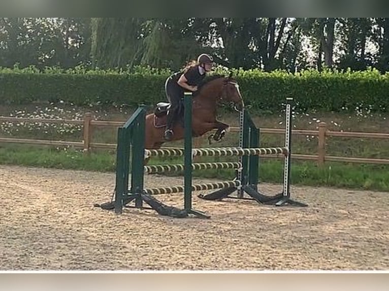 NRPS Croisé Hongre 12 Ans 148 cm Bai in Steenderen