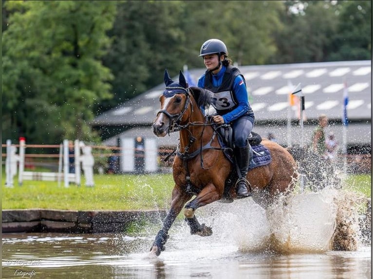 NRPS Croisé Hongre 12 Ans 148 cm Bai in Steenderen