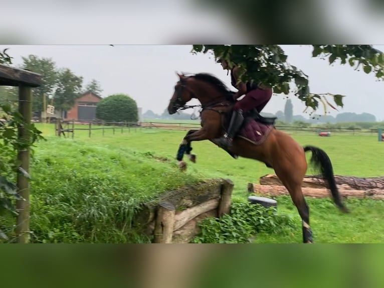 NRPS Croisé Hongre 12 Ans 148 cm Bai in Steenderen