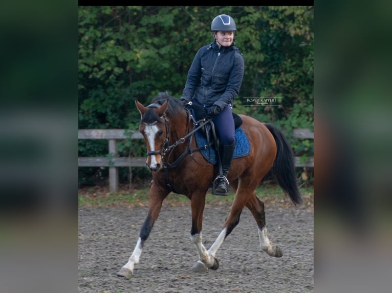 NRPS Croisé Hongre 12 Ans 148 cm Bai in Steenderen