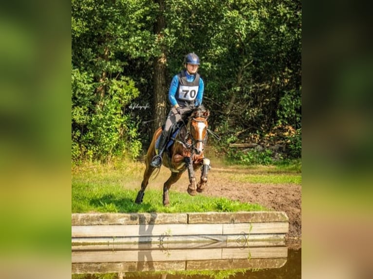 NRPS Croisé Hongre 12 Ans 148 cm Bai in Steenderen