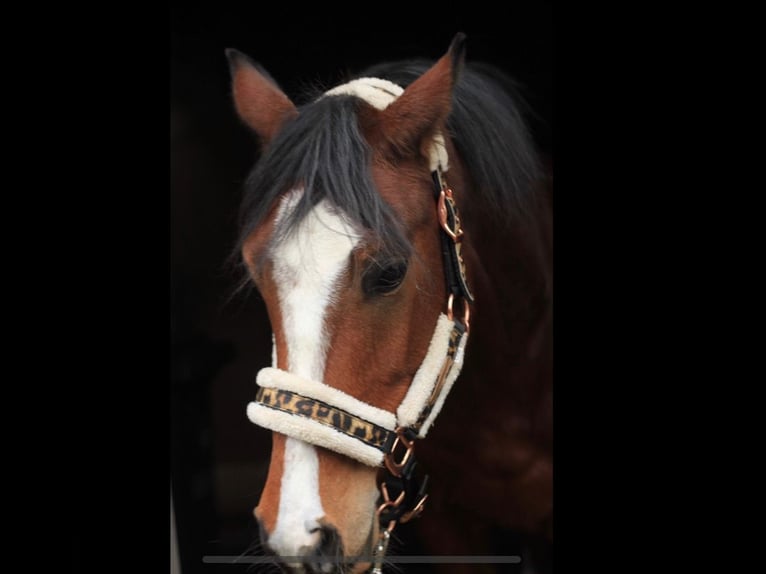 NRPS Croisé Hongre 12 Ans 148 cm Bai in Steenderen