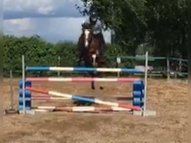 NRPS Croisé Hongre 12 Ans 148 cm Bai in Steenderen