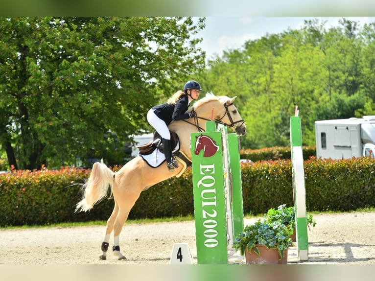 NRPS Hongre 12 Ans 148 cm Palomino in Roosendaal