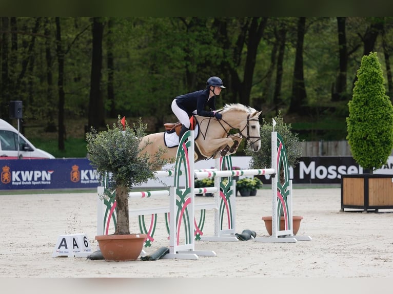 NRPS Hongre 12 Ans 148 cm Palomino in Roosendaal