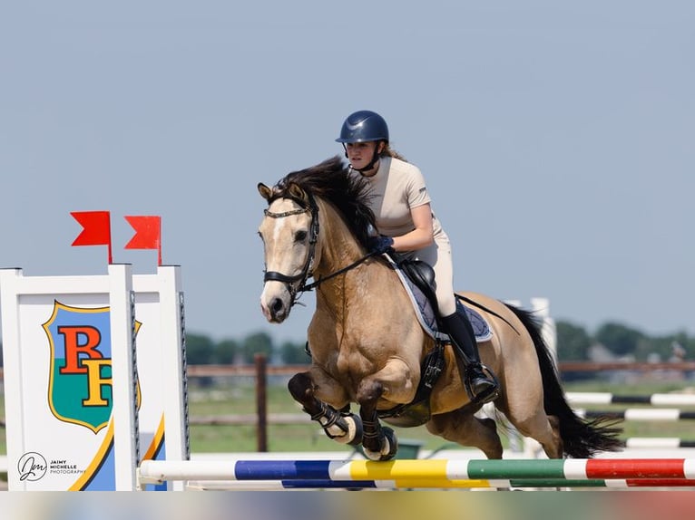 NRPS Hongre 13 Ans 148 cm Isabelle in Westbeemster