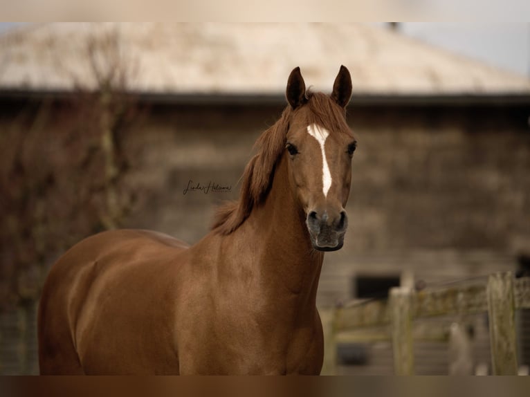 NRPS Hongre 14 Ans 148 cm Alezan in Lisserbroek