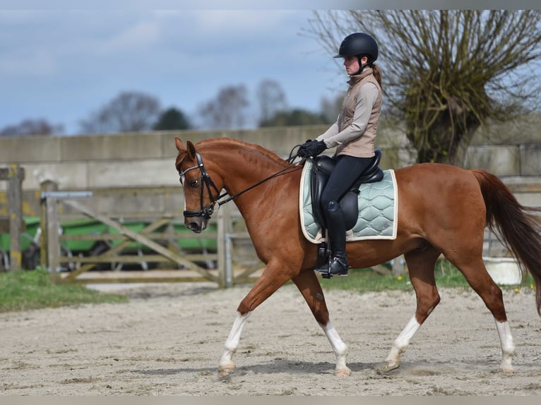 NRPS Hongre 14 Ans 148 cm Alezan in Lisserbroek