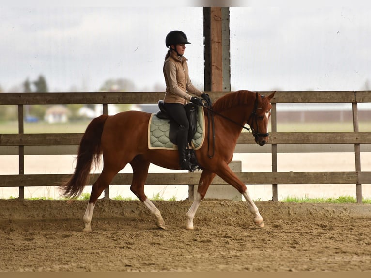 NRPS Hongre 14 Ans 148 cm Alezan in Lisserbroek