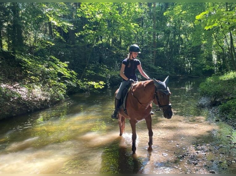 NRPS Hongre 14 Ans 150 cm Alezan brûlé in Traunstein