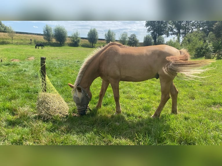 NRPS Croisé Hongre 15 Ans 144 cm Palomino in Wilp