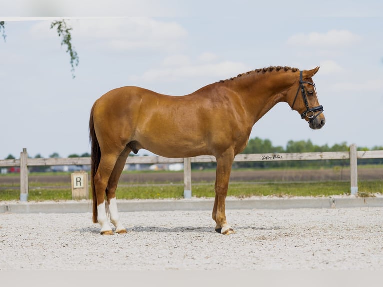 NRPS Hongre 18 Ans 148 cm Alezan cuivré in Heesch