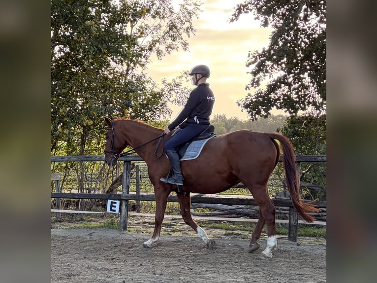 NRPS Hongre 19 Ans 170 cm Alezan in Biddinghuizen