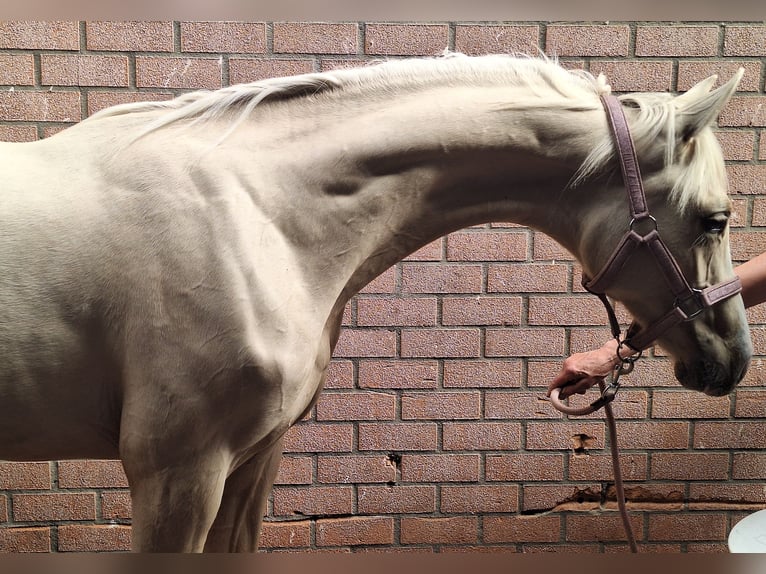 NRPS Hongre 1 Année 139 cm Perlino in Wapse