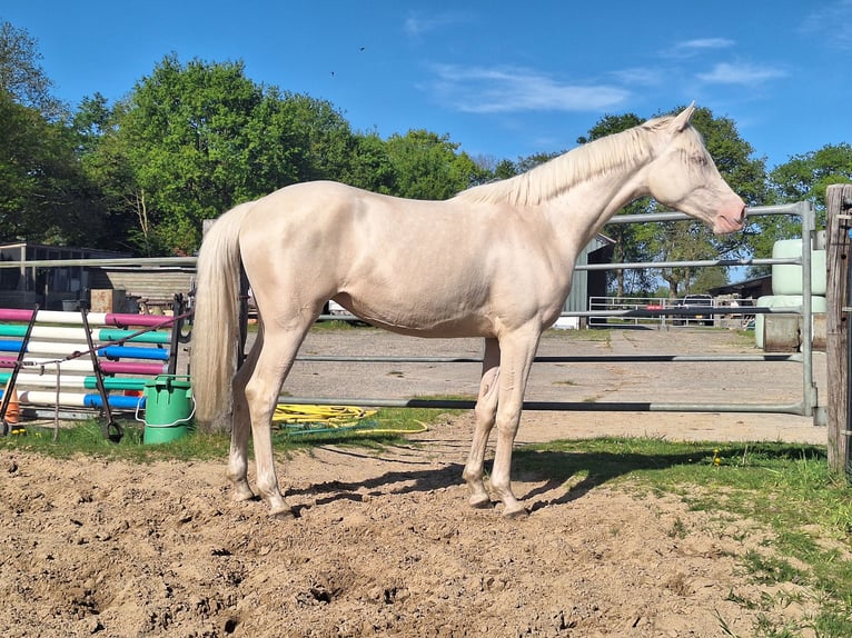 NRPS Hongre 1 Année 139 cm Perlino in Wapse